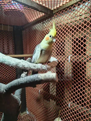 Pied Cockatiel