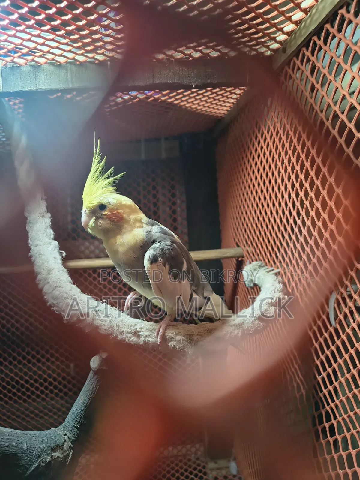 Pied Cockatiel