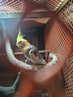 Pied Cockatiel
