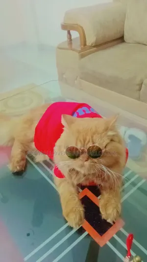 1+ Year Male Purebred Persian