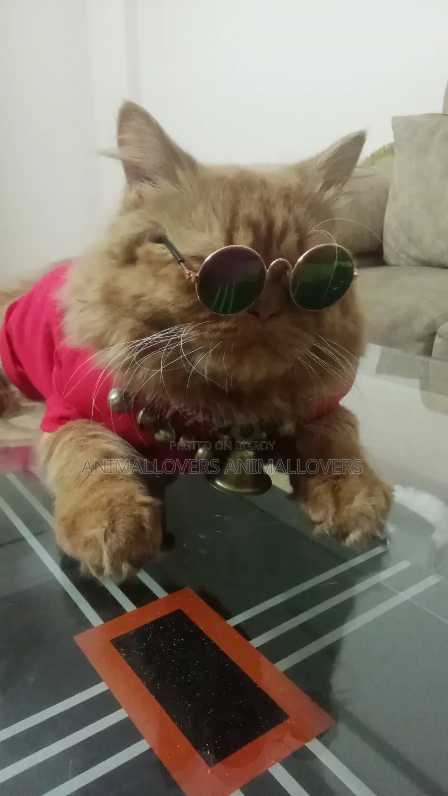 1+ Year Male Purebred Persian