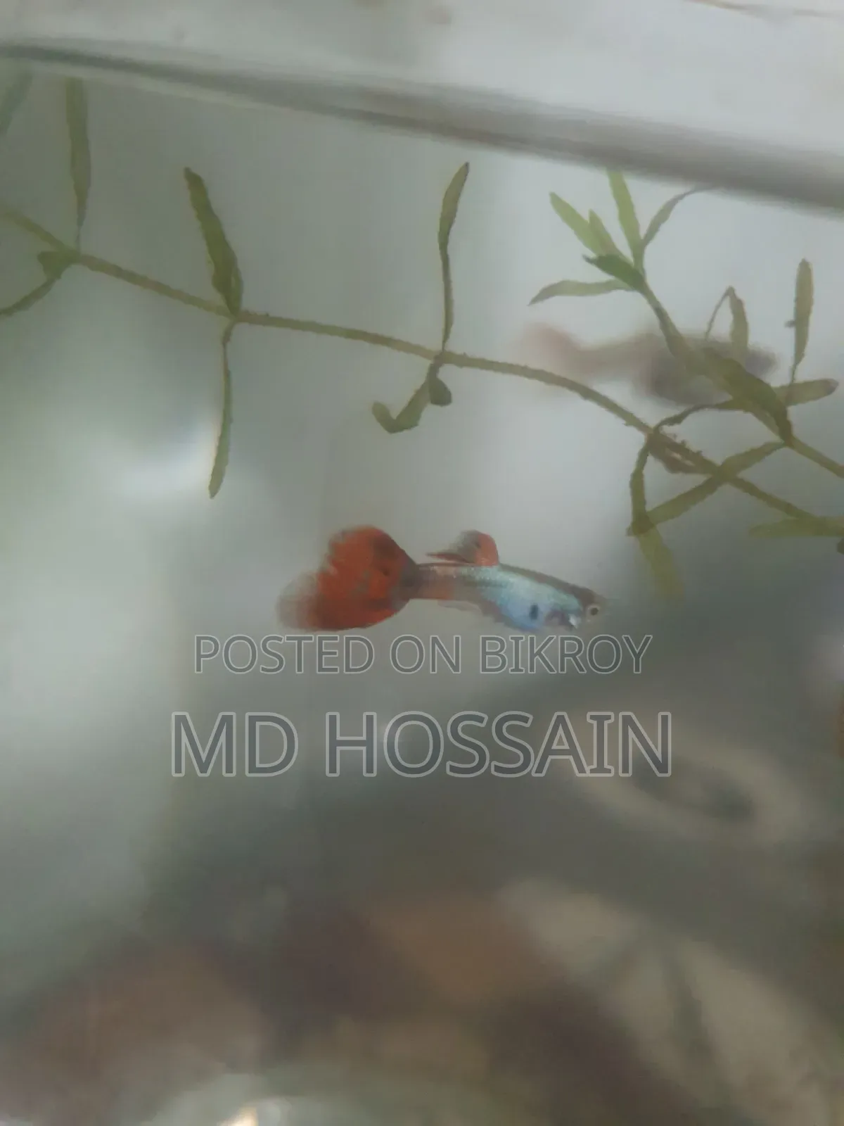 Gappy Fish
