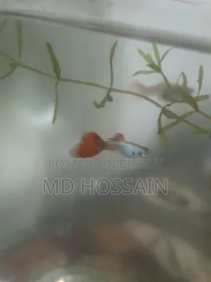 Gappy Fish