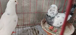 A pair of large breed pigeons available