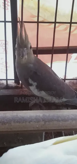 Fawn Cockatiel