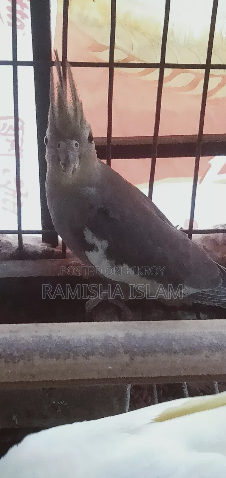 Fawn Cockatiel
