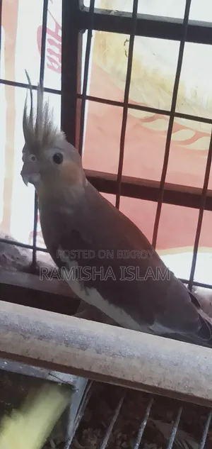 Fawn Cockatiel