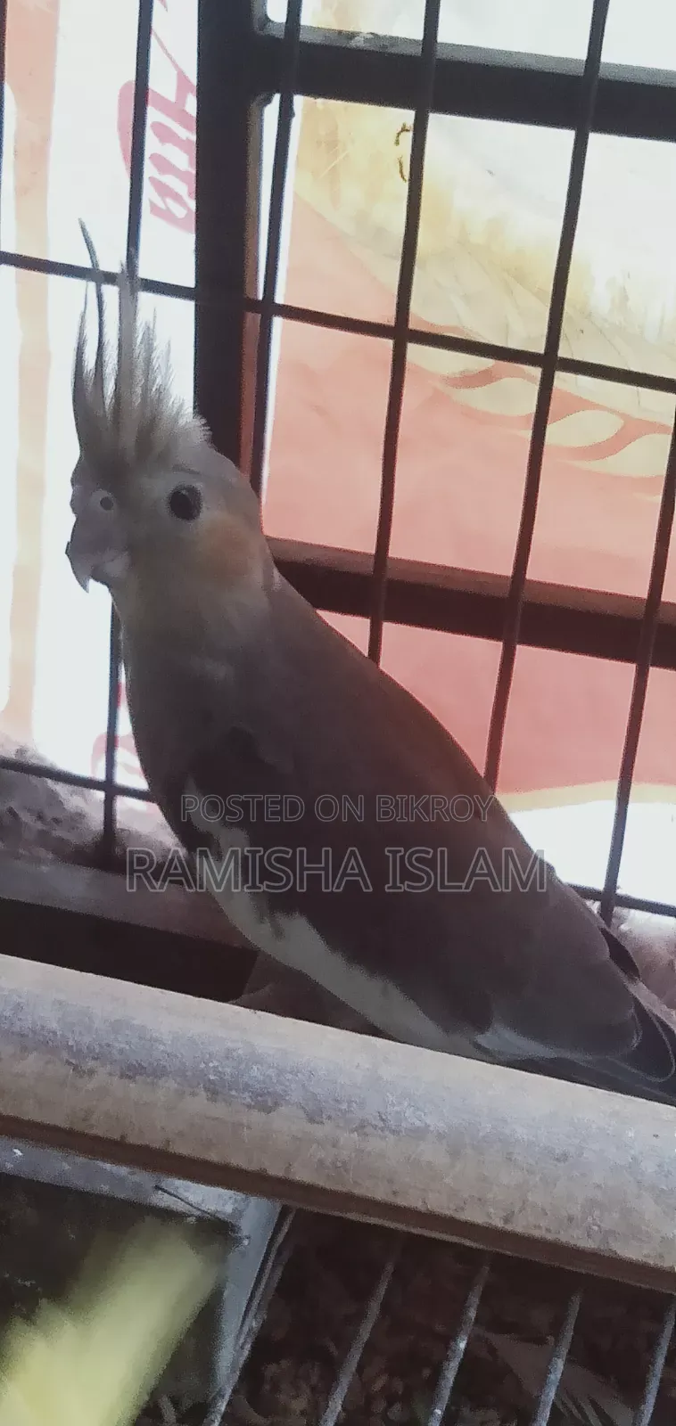 Fawn Cockatiel