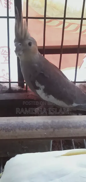 Fawn Cockatiel