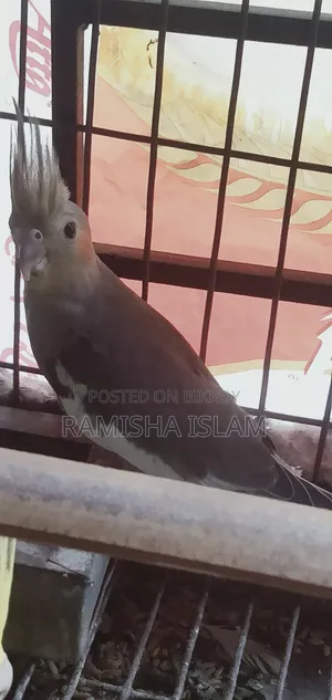 Fawn Cockatiel