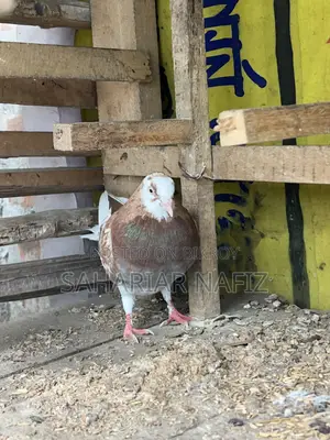Red Garra Male Pigeon