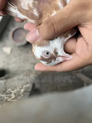 Red Garra Male Pigeon