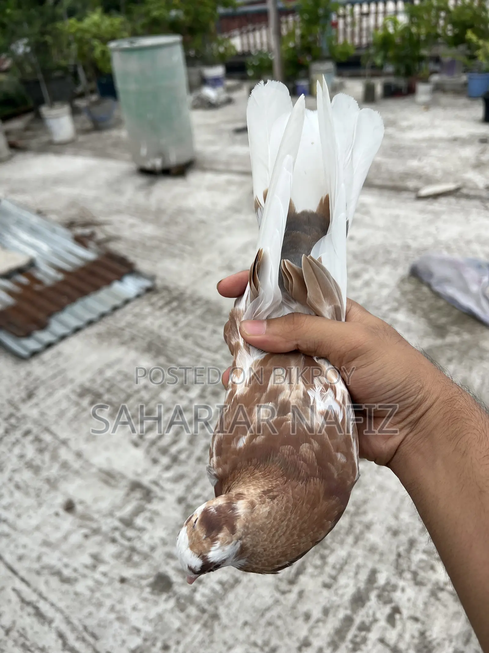 Red Garra Male Pigeon