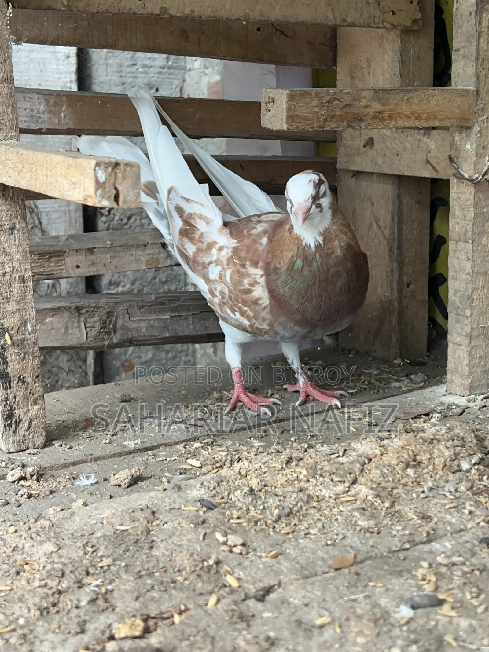 Red Garra Male Pigeon