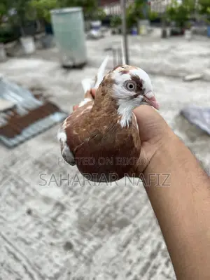 Red Garra Male Pigeon