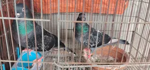 A pair of Maxi pigeons available.
