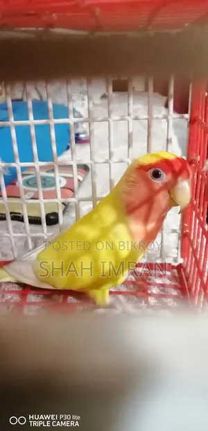 লাভবার্ড পাখি