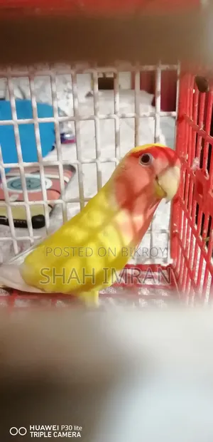 Lovebird Bird