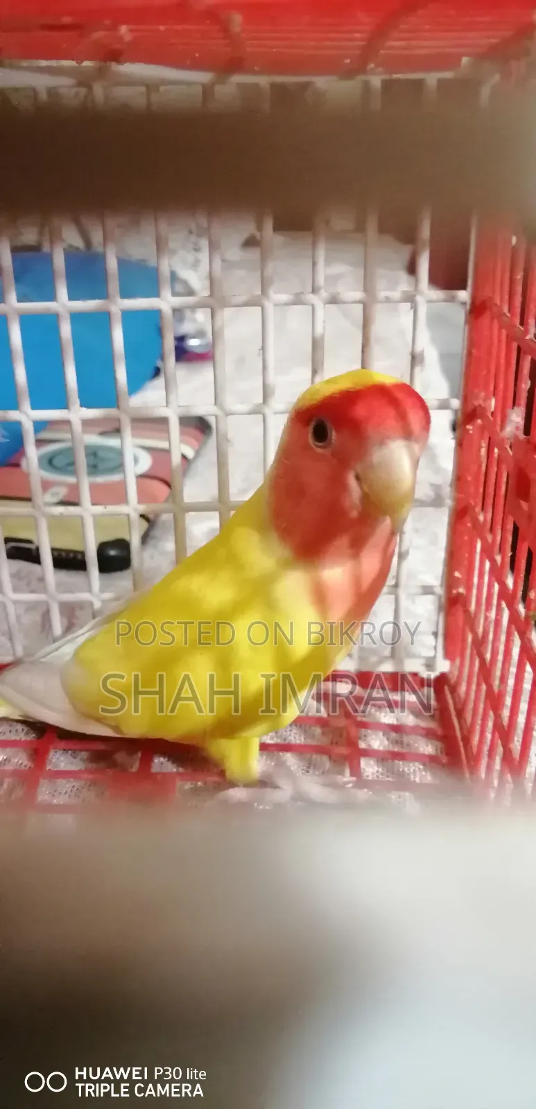 Lovebird Bird