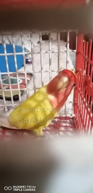 Lovebird Bird