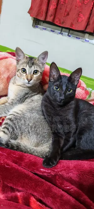 1+ Year Female Local Cat