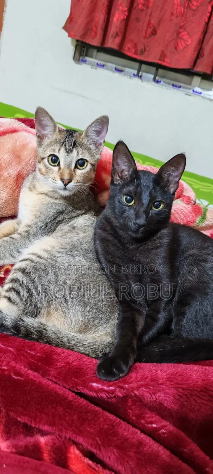 1+ Year Female Local Cat