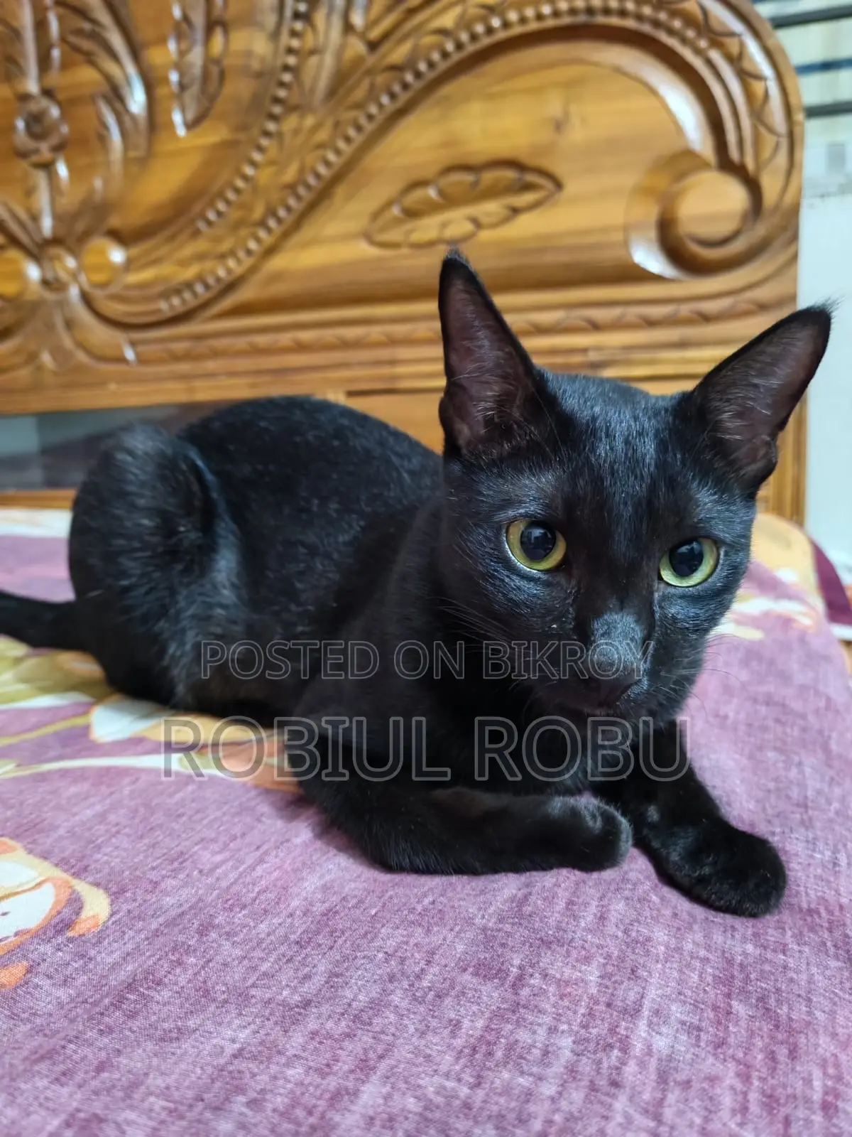 1+ Year Female Local Cat