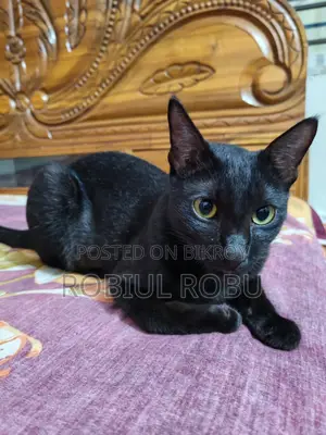 1+ Year Female Local Cat