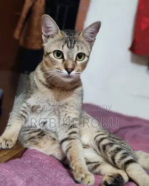 1+ Year Female Local Cat