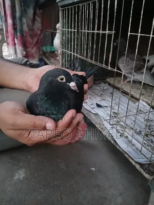 কবুতর বিক্রি হবে