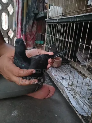 কবুতর বিক্রি হবে