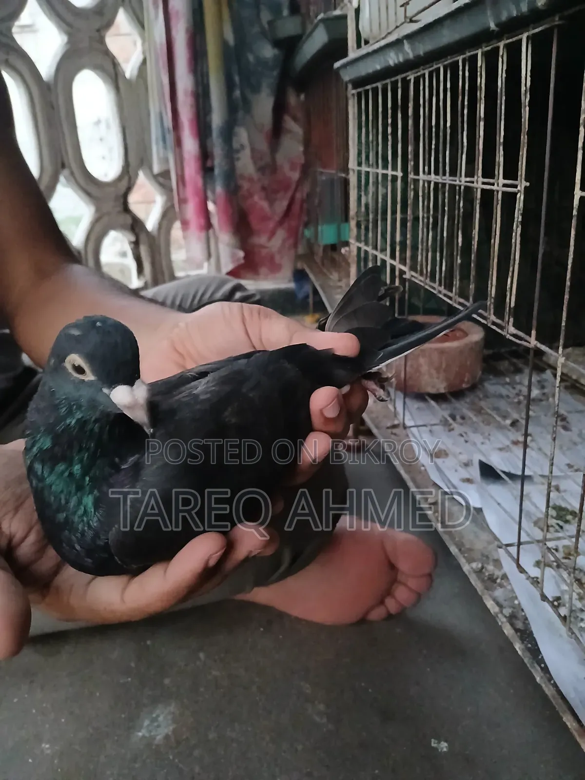 কবুতর বিক্রি হবে