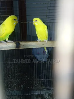 Budgerigar Pied Breed Bird