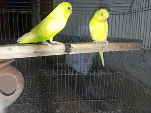 Budgerigar Pied Breed Bird