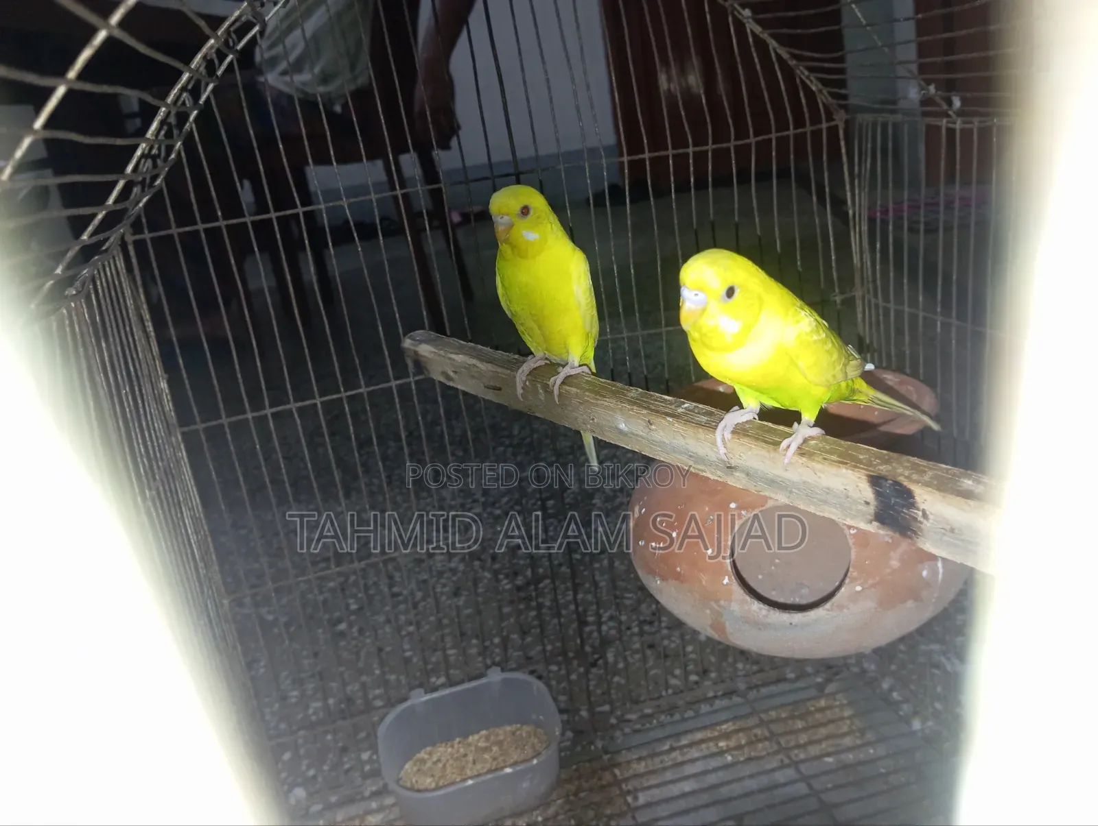 Budgerigar Pied Breed Bird
