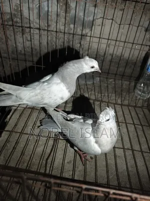 Khaki Pair of Chicks