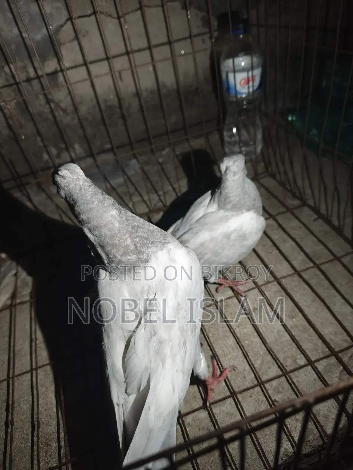 Khaki Pair of Chicks