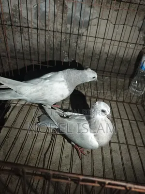 Khaki Pair of Chicks