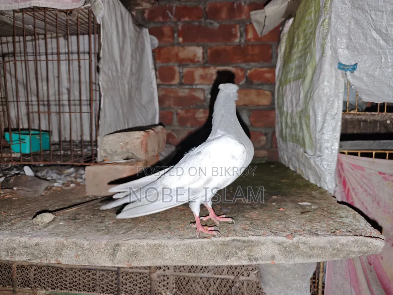 Khaki Pair of Chicks