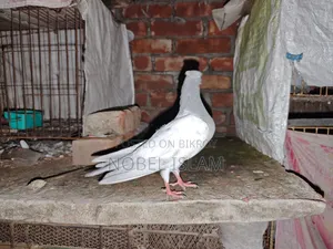 Khaki Pair of Chicks