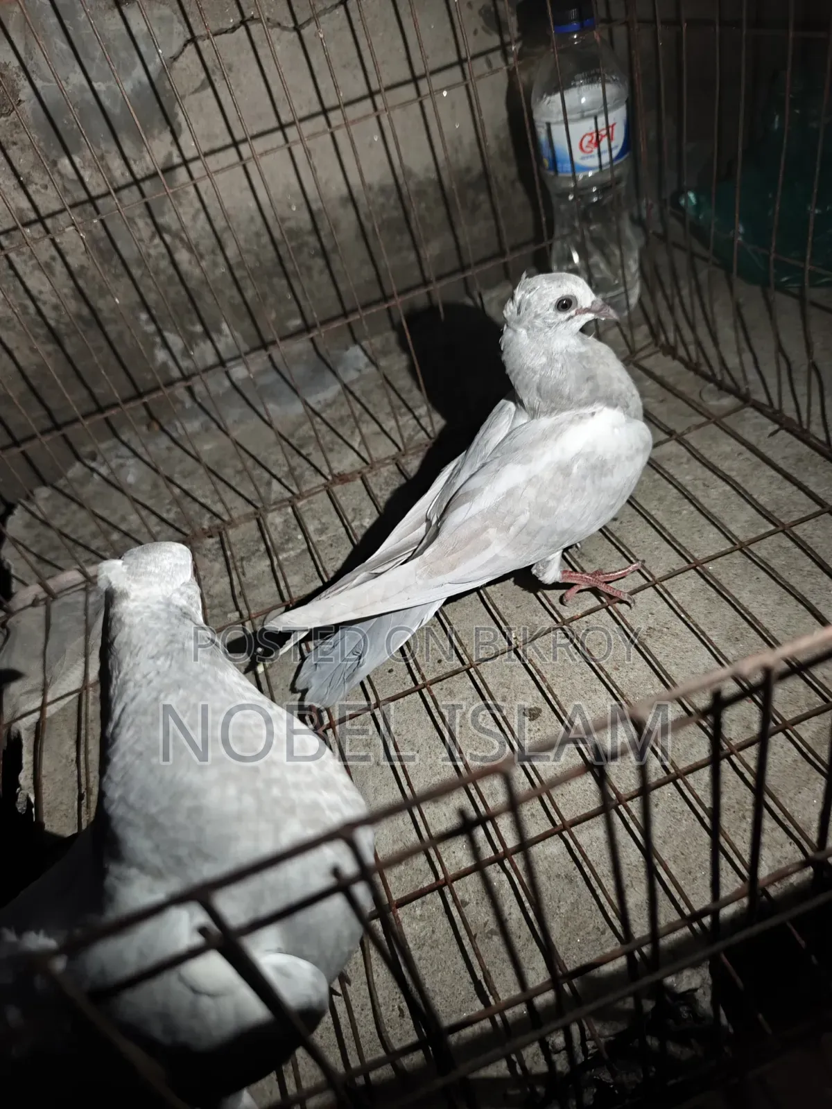 Khaki Pair of Chicks