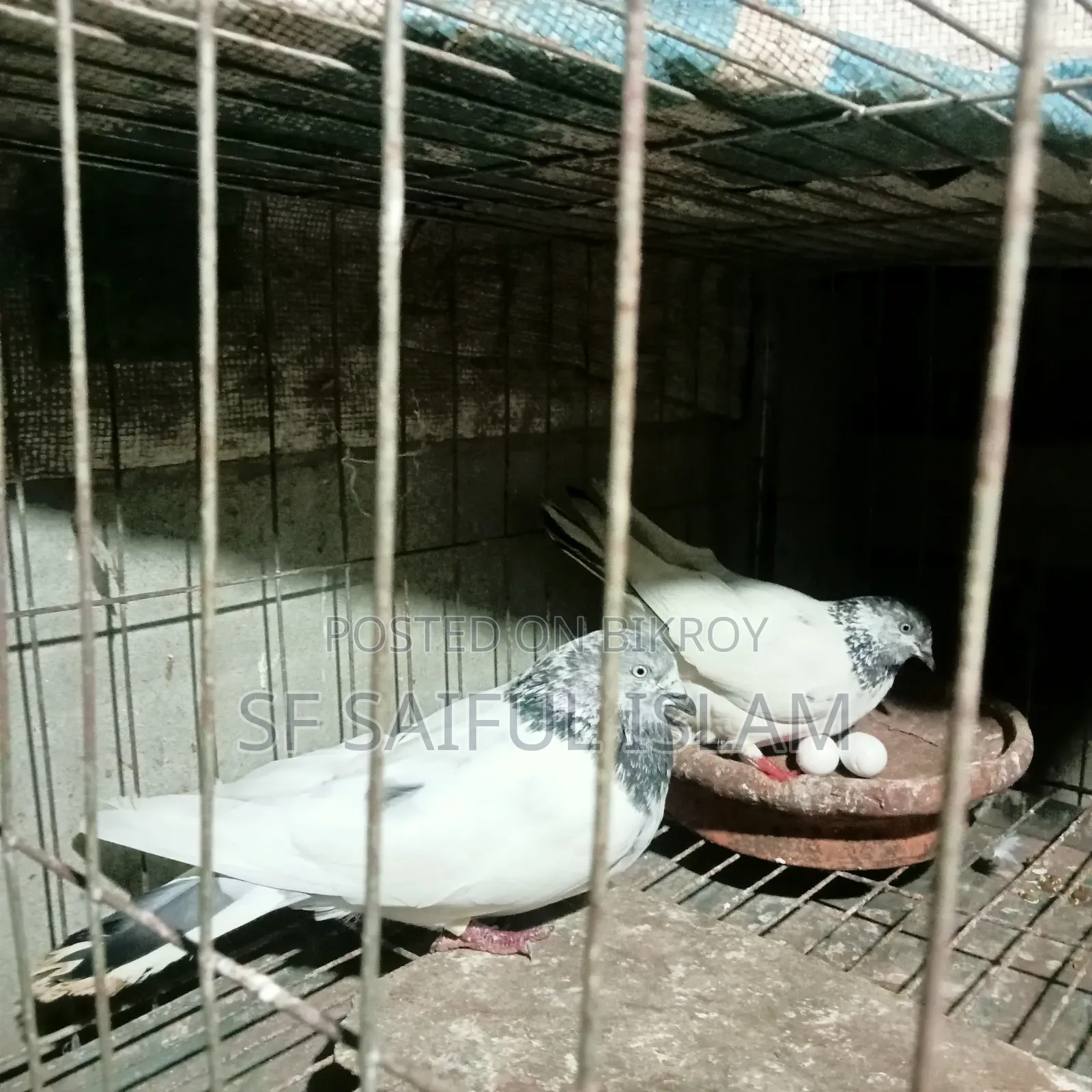 Giribaz Pigeon