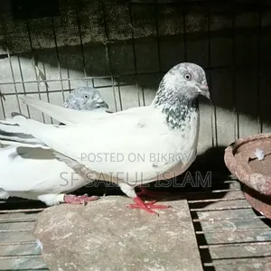 Giribaz Pigeon