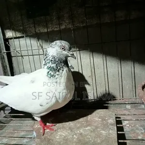 Giribaz Pigeon