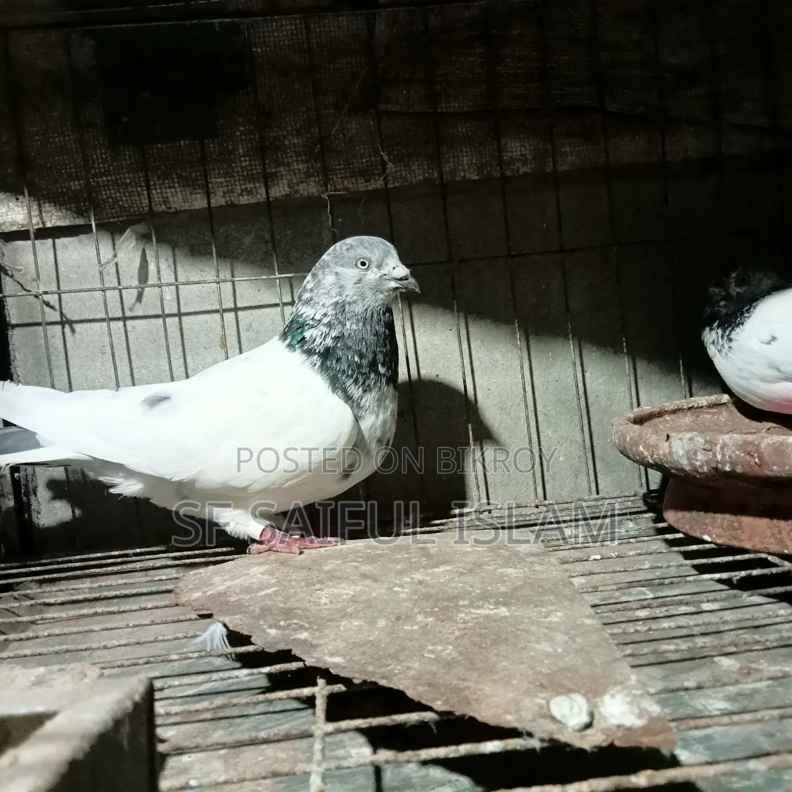 Giribaz Pigeon