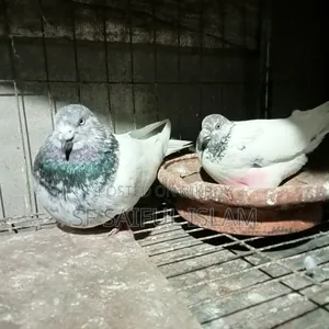 Giribaz Pigeon