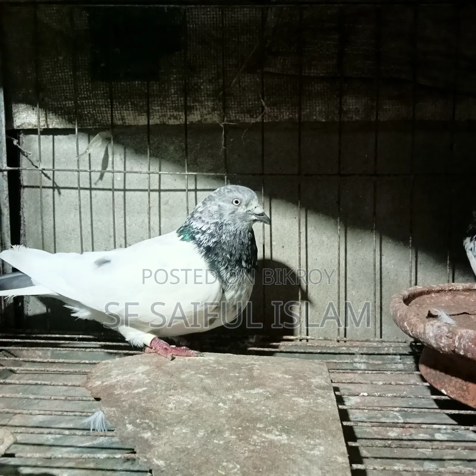 Giribaz Pigeon