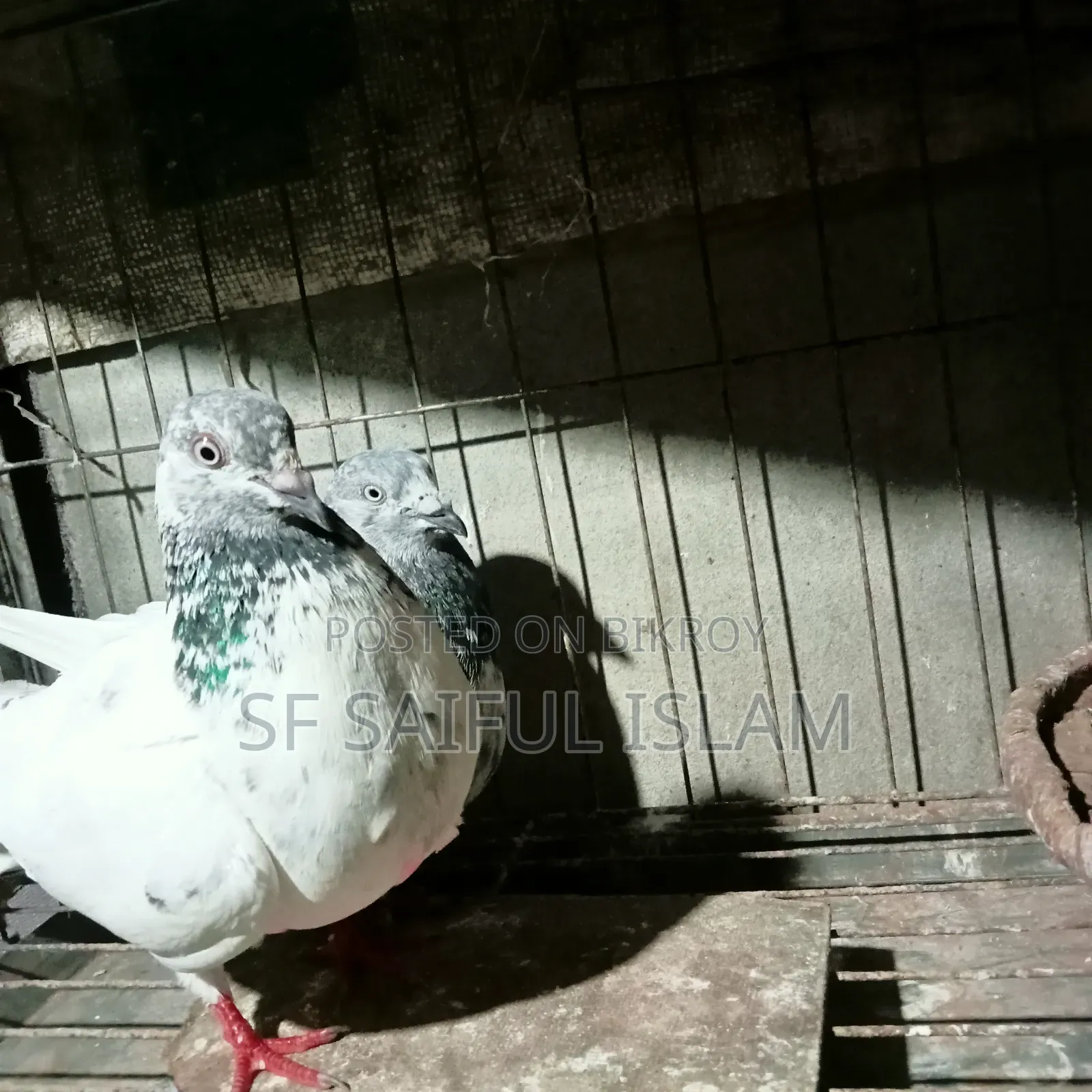 Giribaz Pigeon