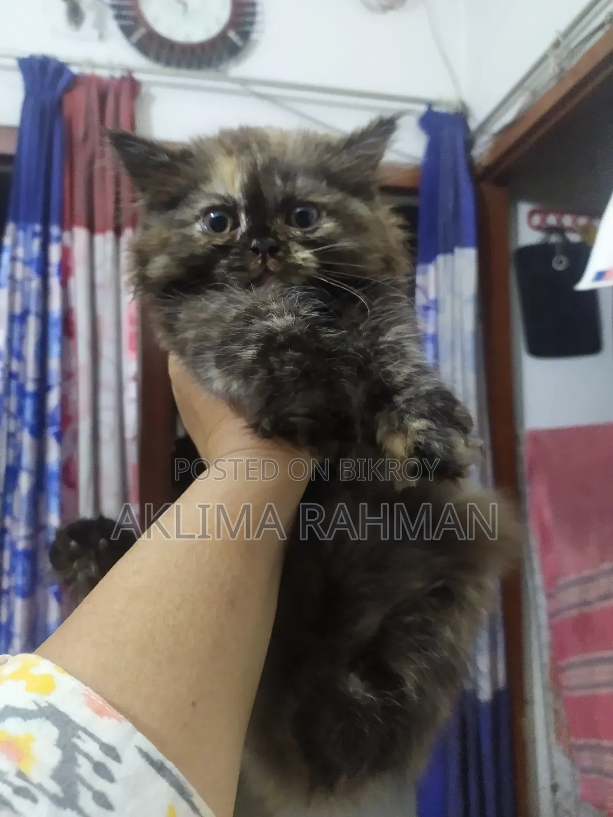 1-3 Months Female Purebred Persian