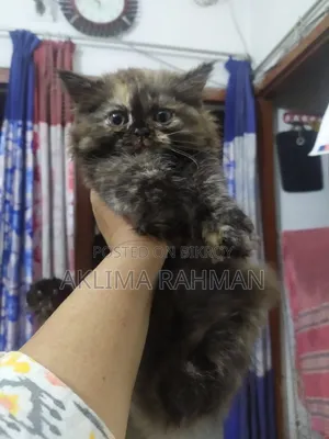1-3 Months Female Purebred Persian